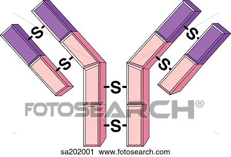 The three-lobed structure of an antibody with 2 short and 2 long chains of protein. View Large Illustration Clip Art - The three-lobed structure of an antibody with 2 short and 2 long chains of protein.. Fotosearch
