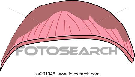 Thorax anatomy. Outline of the head and chest. View Large Illustration Stock Illustration - Thorax anatomy. Outline of the head and chest.. Fotosearch