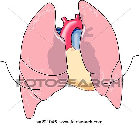 Thorax anatomy. The diaphragm. View Large Illustration Stock Illustration - Thorax anatomy. The diaphragm. . Fotosearch