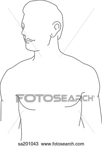 Thorax anatomy. The heart and lungs. View Large Illustration Drawing - Thorax anatomy. The heart and lungs.. Fotosearch