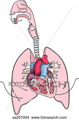 Stock Illustration - Thorax anatomy. The respiratory system.. Fotosearch