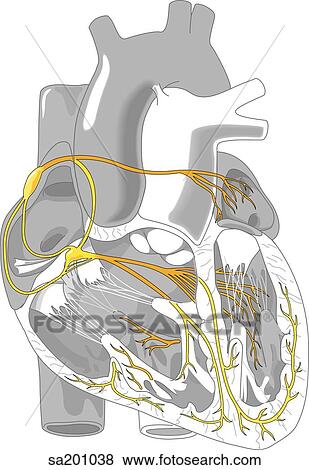 Stock Illustration - Transverse section of heart revealing sinoatrial and atrioventricular nodes that make up the conduction system of heart.. Fotosearch