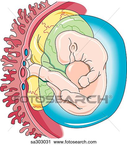 イラスト の 早く 用語 成長 胎児 中で 羊膜 嚢 そして ある 養われた によって Placenta クリップアート Sa Fotosearch