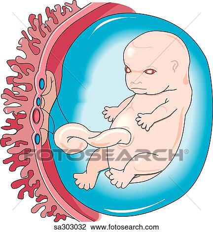 イラスト の A もっと 成長する 胎児 中で 羊膜 嚢 そして ある 養われた によって Placenta スケッチ Sa Fotosearch