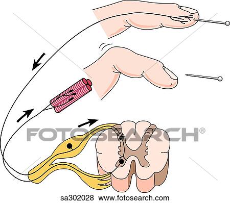 イラスト 提示 原則 の 反射作用 弧 そして いかに 痛み 衝動 旅行 へ 脊髄 そして リターン へ 筋肉 誘発 A Reflex イラスト Sa3028 Fotosearch