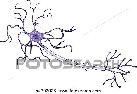 モーター ニューロン 提示 Myelin さや 樹枝状結晶 神経 細胞 体 そして Axons イラスト Sa3026 Fotosearch