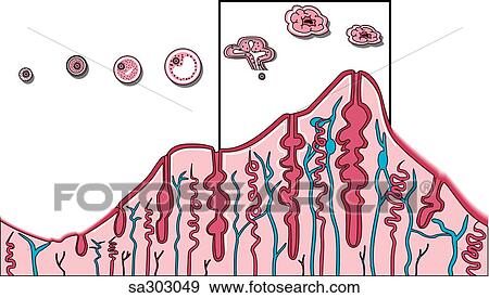 圖解 表示法 的 The 襯裡 的 The 子宮 在期間 The 各種各樣 階段 的 月經 以及 The 變化 那 The 蛋 Undergoes 圖解或向量圖 Sa Fotosearch