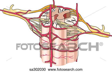 Clipart - Anterior and cross-sectional view of the spinal cord with its surrounding arterial blood supply.. Fotosearch