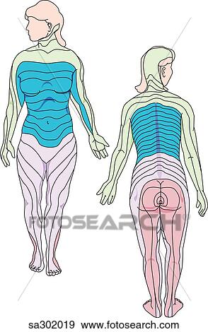 Stock Illustration - Anterior and posterior views of an adult female demonstrating the dermatomes of the body.. Fotosearch