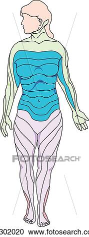 Anterior view of an adult female demonstrating the dermatomes of the body. View Large Illustration Clipart - Anterior view of an adult female demonstrating the dermatomes of the body.. Fotosearch