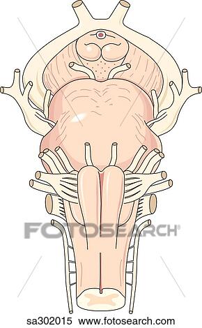 Stock Illustration - Anterior view of brainstem; midbrain (mesencephalon), pons, medulla oblongata and spinal cord are visible.. Fotosearch