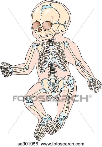 Anterior view of newborn with skeletal anatomy made visible. View Large Illustration Stock Illustration - Anterior view of newborn with skeletal anatomy made visible.. Fotosearch