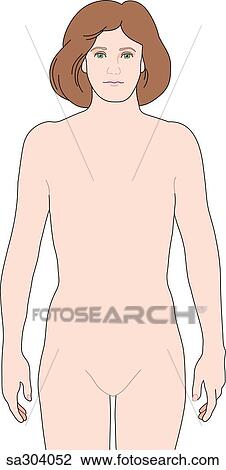 Anterior View Of The Female Human Body Without Organs Drawing Sa304052 Fotosearch