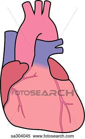 Stock Illustration - Anterior view of the heart.. Fotosearch