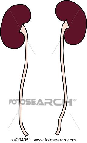 Anterior view of the kidneys. View Large Illustration Clip Art - Anterior view of the kidneys.. Fotosearch
