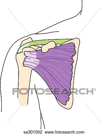 Drawing - Anterior view of the rotator cuff area.. Fotosearch