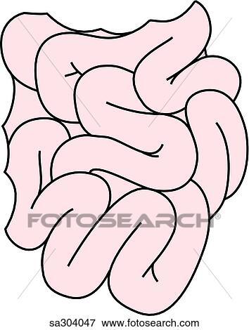 Anterior view of the small intestine. View Large Illustration Stock Illustration - Anterior view of the small intestine.. Fotosearch