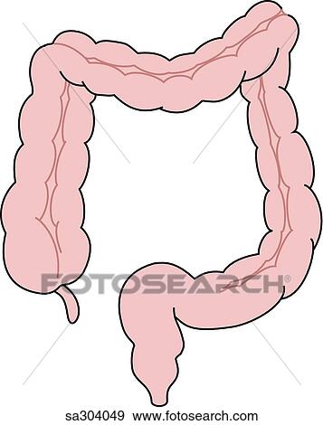 Stock Illustration - Anterior view of the stomach.. Fotosearch