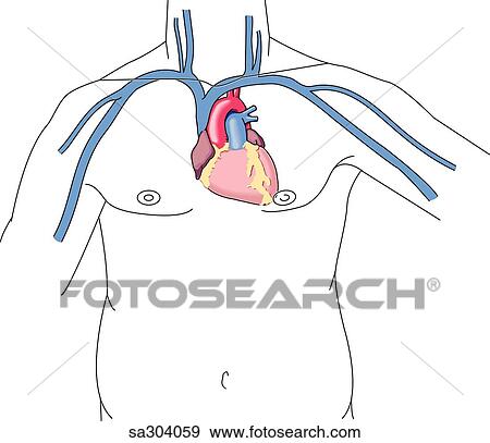 Anterior view of the thorax of an adult male. View Large Illustration Stock Illustration - Anterior view of the thorax of an adult male.. Fotosearch
