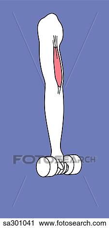 arm with biceps highlighted while arm is relaxed. View Large Illustration Clip Art - arm with biceps highlighted while arm is relaxed.. Fotosearch