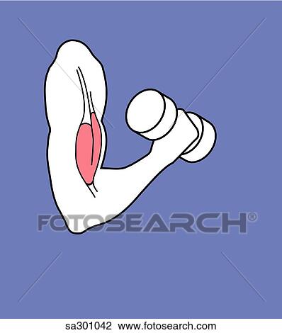 arm with biceps highlighted while arm is lifting a weight. View Large Illustration Drawing - arm with biceps highlighted while arm is lifting a weight.. Fotosearch