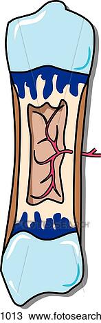 Drawing - Bone development, stage 5.. Fotosearch