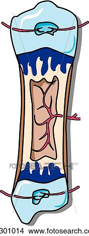 Stock Illustration - Bone development, stage 6.. Fotosearch