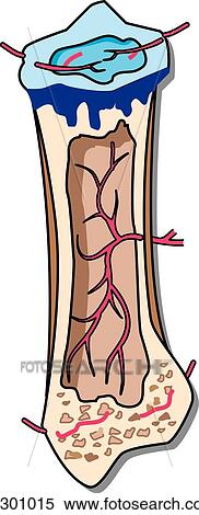 Stock Illustration - Bone development, stage 7.. Fotosearch
