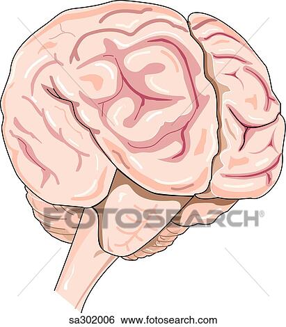 Stock Illustration - Brain of elderly gentleman with Alzheimer disease.. Fotosearch