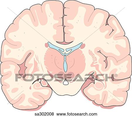 Coronal section of brain at a level anterior to the brainstem. View Large Illustration Stock Illustration - Coronal section of brain at a level anterior to the brainstem.. Fotosearch