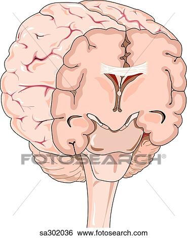 Coronal section of brain. View Large Illustration Stock Illustration - Coronal section of brain.. Fotosearch