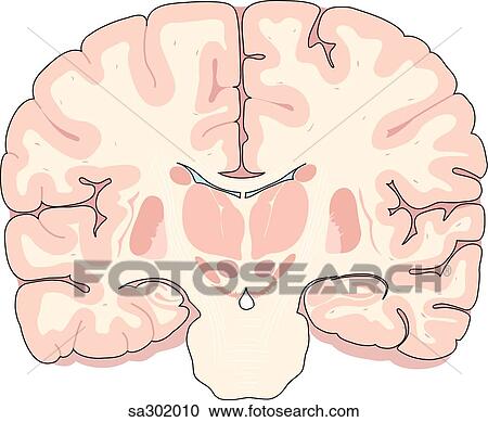 Coronal section of brain through the cerebral hemisphere and diencephalon at the level of the pons and thalamus. View Large Illustration Clipart - Coronal section of brain through the cerebral hemisphere and diencephalon at the level of the pons and thalamus.. Fotosearch