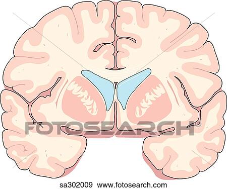 Stock Illustration - Coronal section of brain through the telecephalon rostral to the thalamus.. Fotosearch