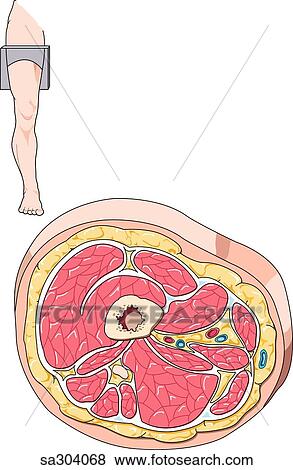 Cross-section of middle of thigh showing internal structures. Image of
