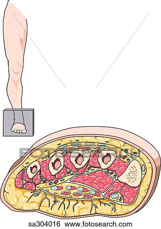 Cross-section of the foot demonstrating internal anatomy. Level of section is shown in leg at top. View Large Illustration Stock Illustration - Cross-section of the foot demonstrating internal anatomy. Level of section is shown in leg at top.. Fotosearch