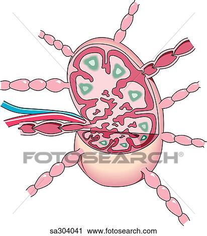 Clip Art - Cross-section of the lymph node illustrating the internal anatomy.. Fotosearch