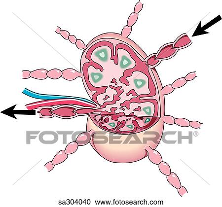 Cross-section of the lymph node illustrating the internal anatomy and direction of lymph flow. View Large Illustration Clipart - Cross-section of the lymph node illustrating the internal anatomy and direction of lymph flow.. Fotosearch