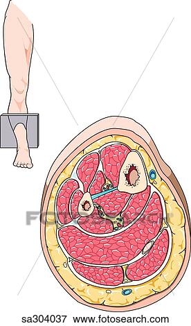Cross-section of the middle of the lower leg showing internal structures. Level of section is indicated in image at top. View Large Illustration Stock Illustration - Cross-section of the middle of the lower leg showing internal structures. Level of section is indicated in image at top.. Fotosearch