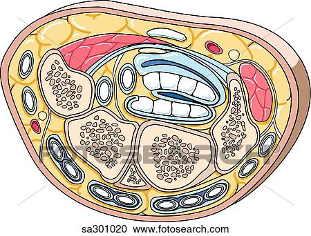 Cross-section of the right hand at the level of the wrist to show the anatomy involved in carpal tunnel syndrome. View Large Illustration Clipart - Cross-section of the right hand at the level of the wrist to show the anatomy involved in carpal tunnel syndrome.. Fotosearch
