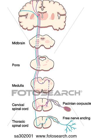 Clipart of Cross-sections of the brain, midbrain, pons, medulla