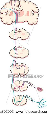 Drawing - Cross-sections of the brain, midbrain, pons, medulla, cervical spinal cord and thoracic spinal cord showing the afferent sensory tracts (without labels). . Fotosearch