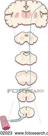 Drawing - Cross-sections of the brain, midbrain, pons, medulla, cervical spinal cord and thoracic spinal cord showing the efferent corticospinal tract leading to a skeletal muscle (without labels).. Fotosearch