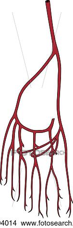 Dorsal view of arteries of the foot. View Large Illustration Stock Illustration - Dorsal view of arteries of the foot.. Fotosearch