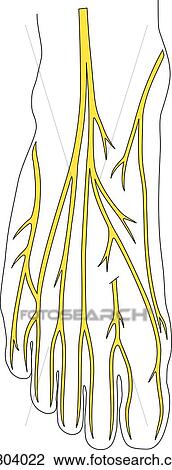 Dorsal view of foot illustrating the dorsal nerves that innervate the foot. View Large Illustration Drawing - Dorsal view of foot illustrating the dorsal nerves that innervate the foot.. Fotosearch