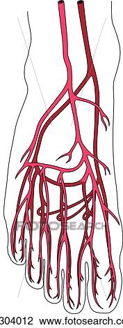 Dorsum of the foot showing the arterial circulation. View Large Illustration Drawing - Dorsum of the foot showing the arterial circulation.. Fotosearch