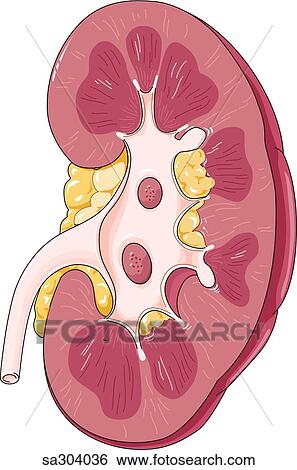 Stock Illustration - Frontal view of kidney.. Fotosearch