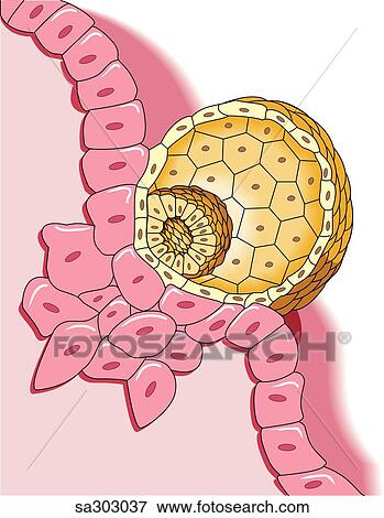 Stock Illustration - Image showing the first stage of penetration of the uterine epithelium by the blastocyst.. Fotosearch