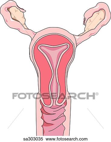 Stock Illustration - Image showing uterus.. Fotosearch