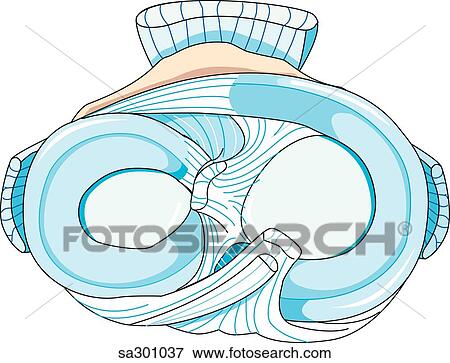 Knee joint viewed from above showing the crescent shaped menisci that serve as cushions between the bones of the joint. View Large Illustration Stock Illustration - Knee joint viewed from above showing the crescent shaped menisci that serve as cushions between the bones of the joint.. Fotosearch
