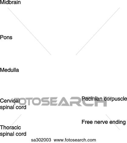 Labels for the brain, midbrain, pons, medulla, cervical spinal cord, thoracic spinal cord and afferent sensory tracts. View Large Illustration Drawing - Labels for the brain, midbrain, pons, medulla, cervical spinal cord, thoracic spinal cord and afferent sensory tracts. . Fotosearch